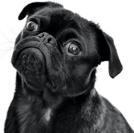 newsletter_dog_optimized